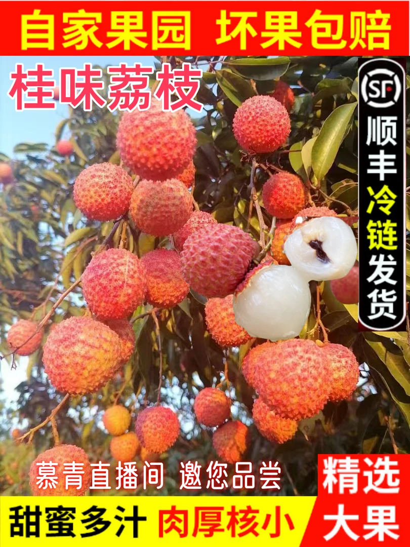 顺丰快递直发桂味荔枝广东茂名现摘现发皮薄核小香甜饱满5斤/10斤