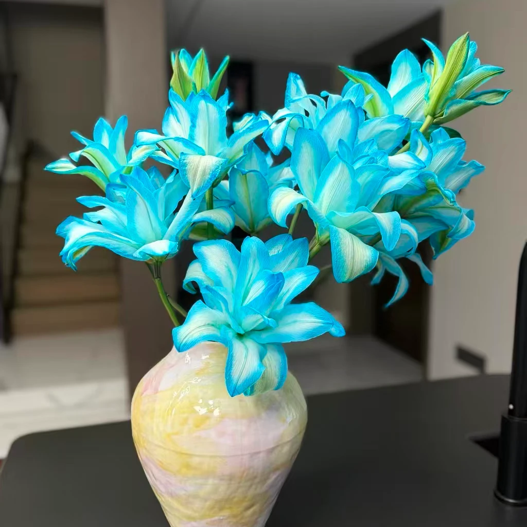 A3【星空蓝】重瓣香水百合#橘子柠檬清香#吸色蓝色高级轻奢鲜花