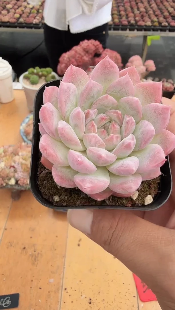 东云多肉园新款-136