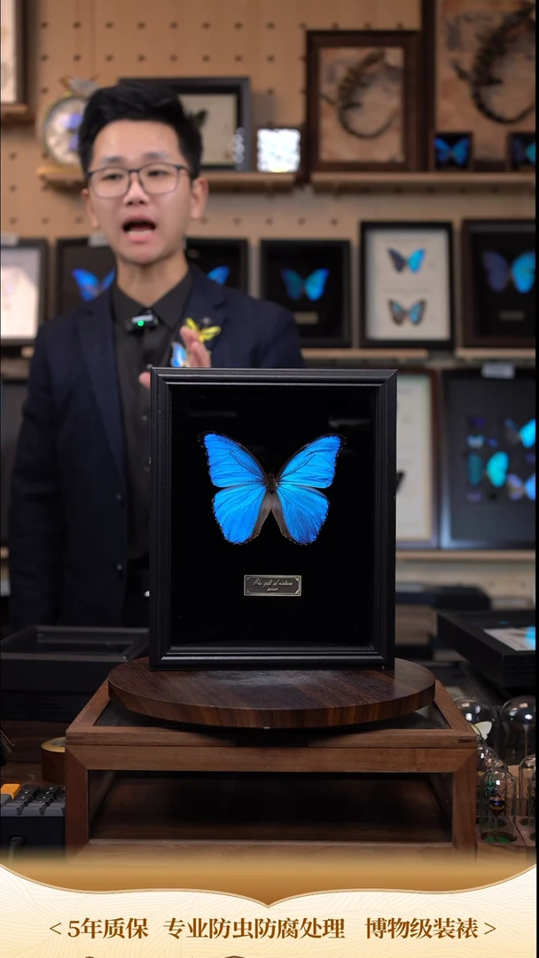 大蓝闪蝶黑绒底版10寸欧式框（带证书）