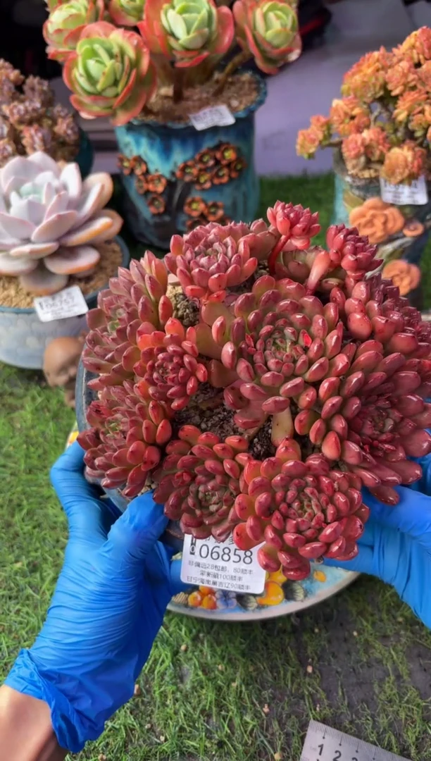 昆明印象多肉06858