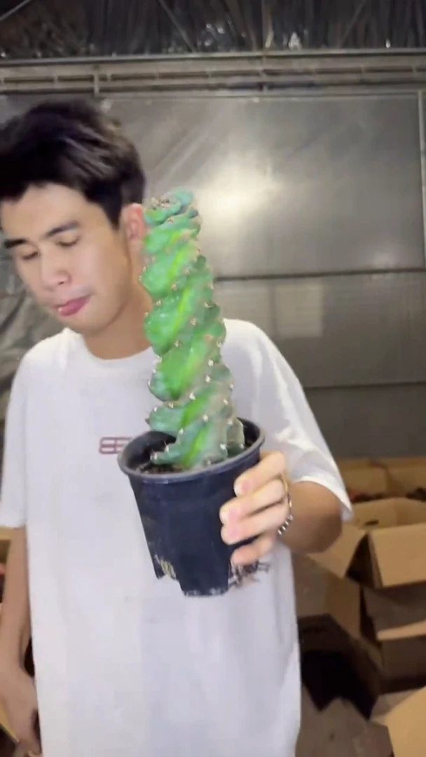 龙卷风【带根】20cm+