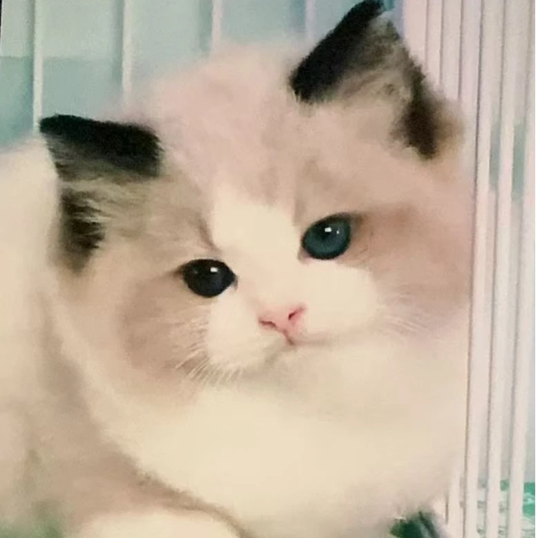 【梓萌家有喵】精品猫咪
