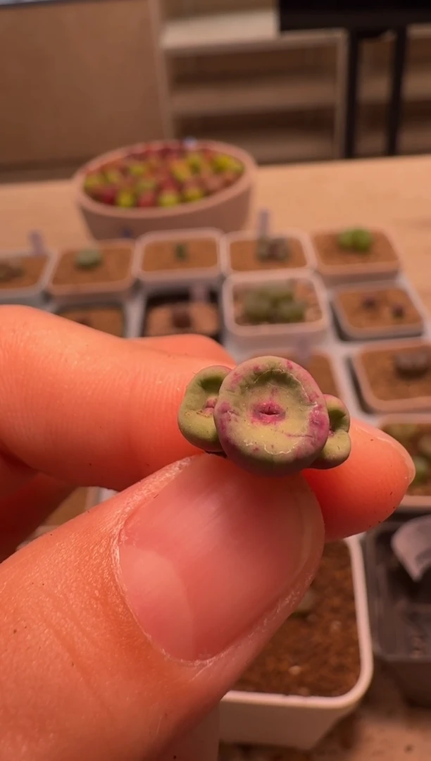 美丽的肉石头-475