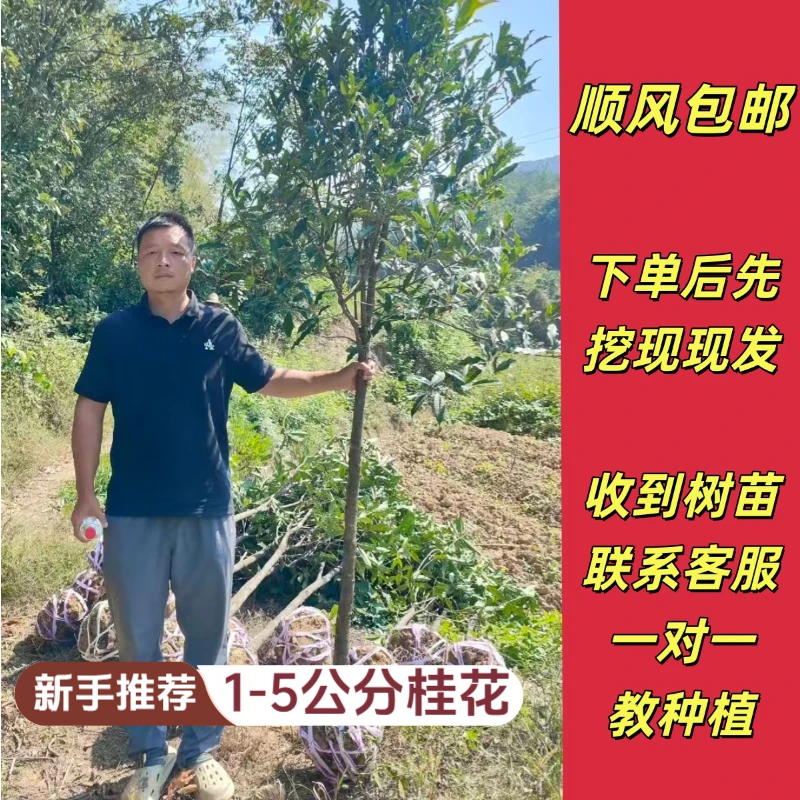 四季常青桂花树北方室外可过冬花开满园飘香原生金桂