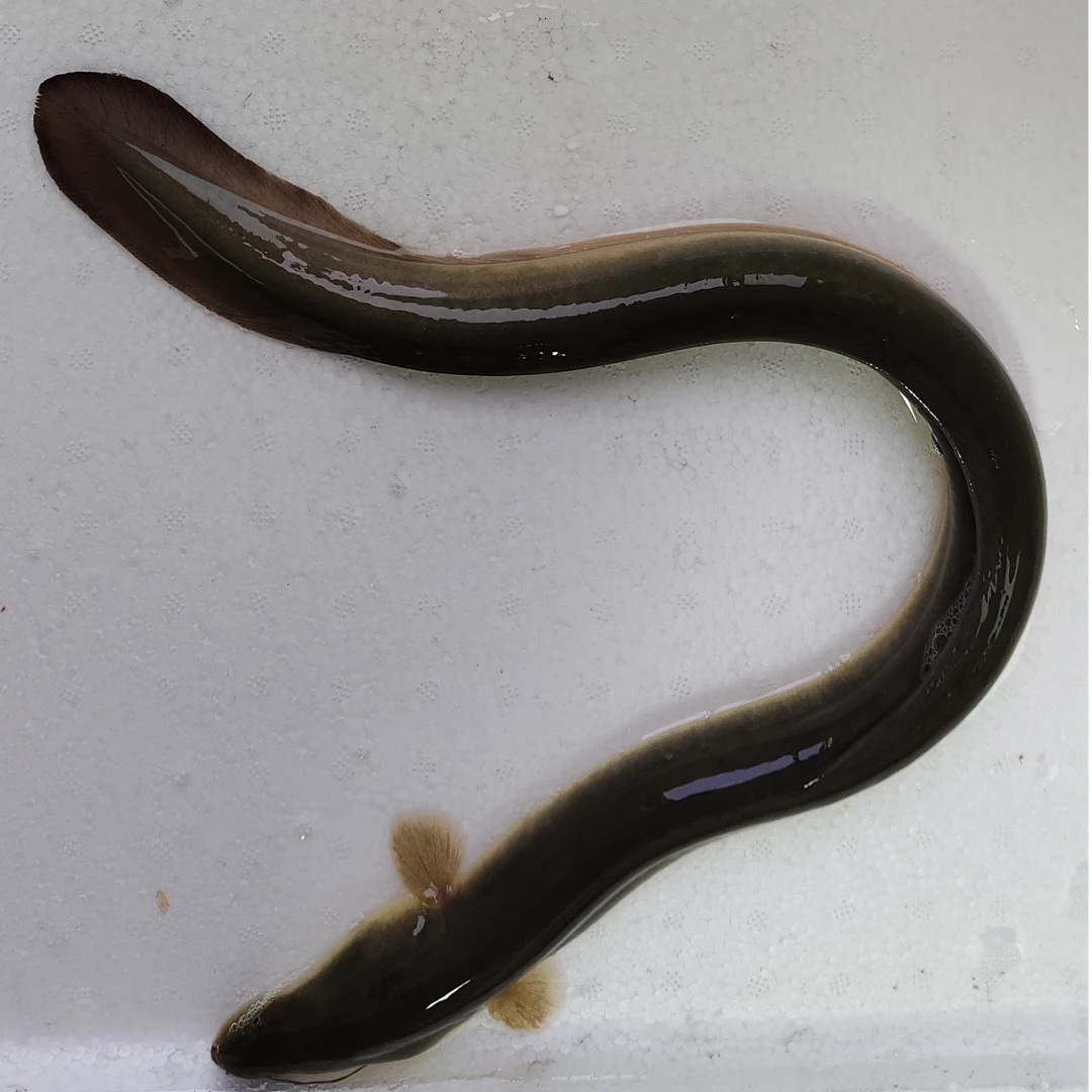 河鳗4~6两大自然野外生长精品鳗鱼钓鳗宁波慈溪发货顺丰包邮包活