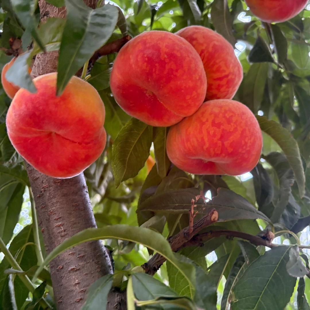 正宗彩虹蟠桃陕西现摘彩虹毛蟠桃脆软两吃香甜多汁当季新鲜水果