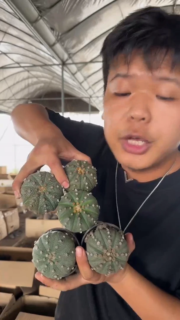 5颗 实生根 星兜 3-5cm