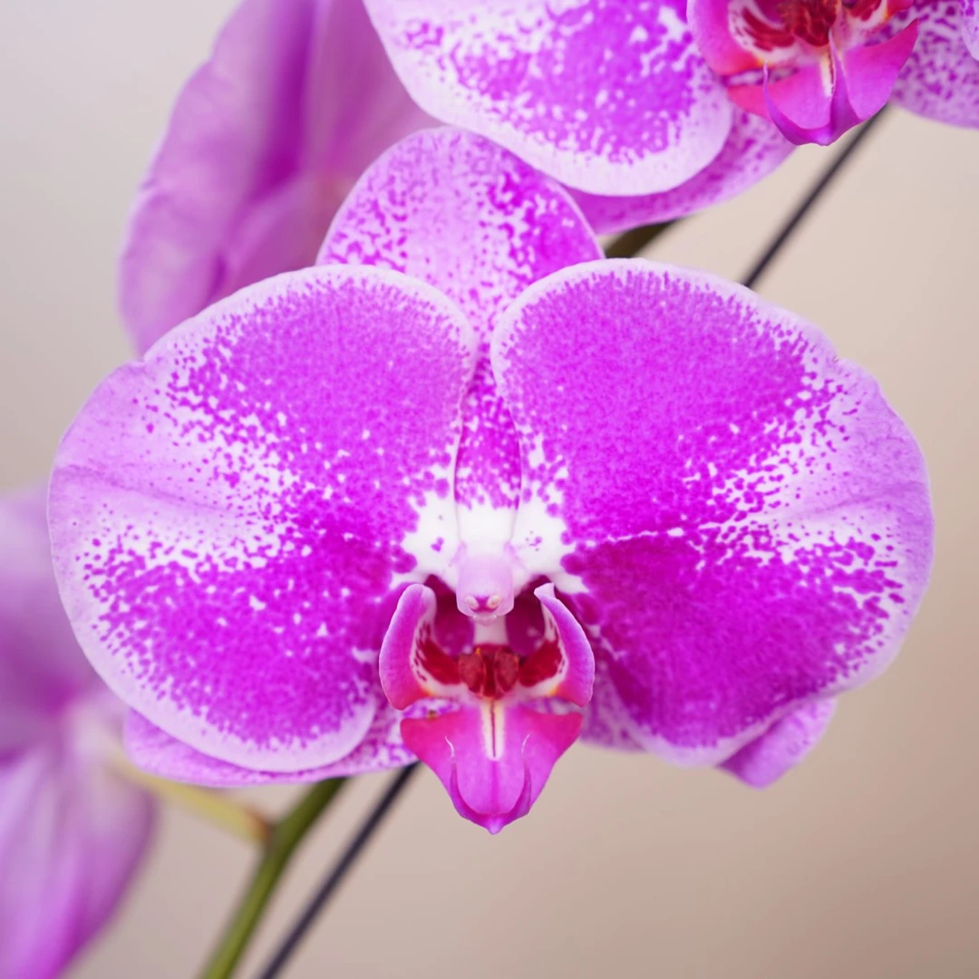 《明兰基地》蝴蝶兰（大财主）全花带花苞开花珠发货