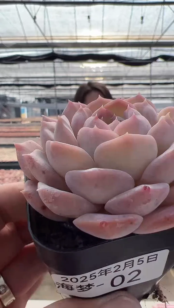 【闪购商品】海梦-2