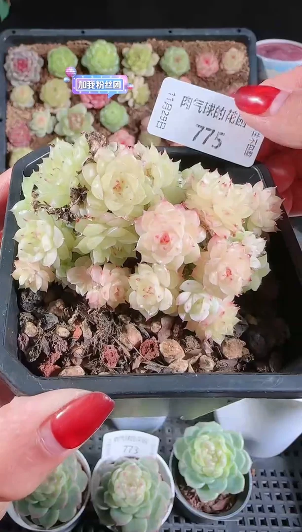 多肉1129-775（群生不包整）