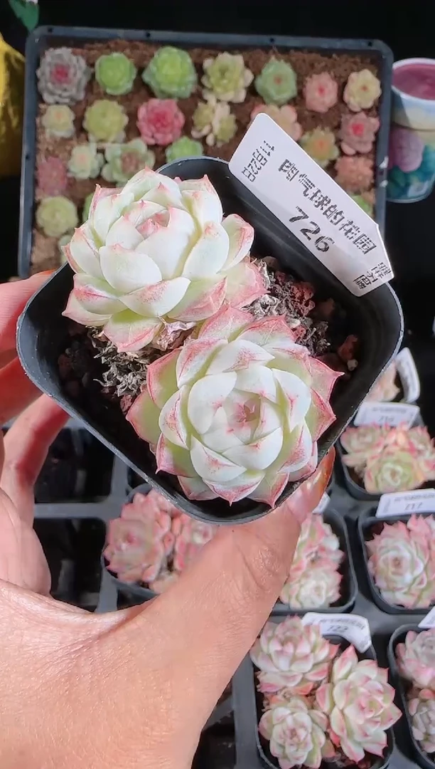 1122-726群生不包整