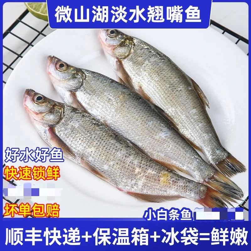 微湖情生态新鲜翘嘴白鱼现捕现发