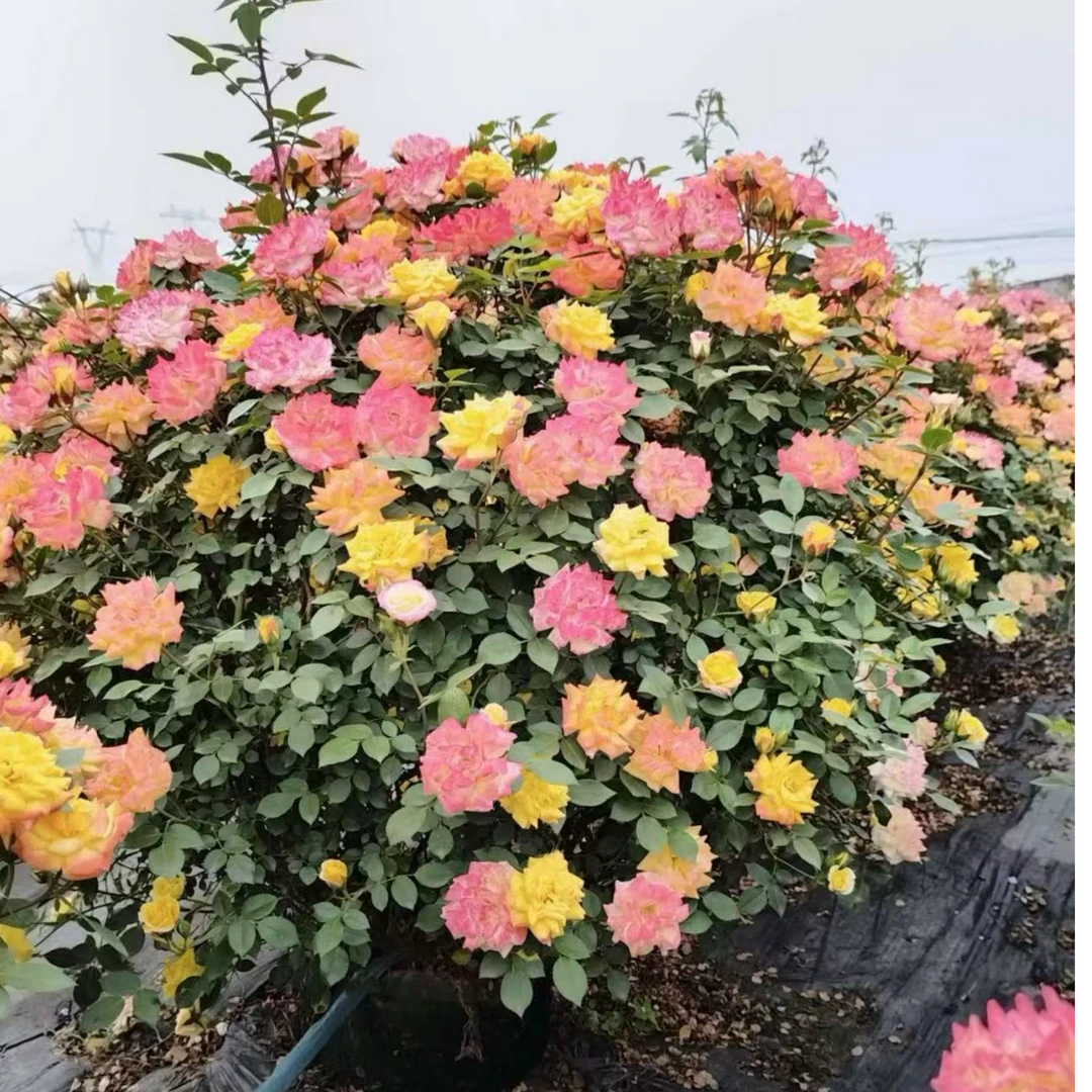 月季花球（藤彩虹，小女孩）变色龙月季花
