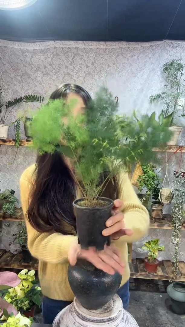 完全开放蓬莱松育苗盆30