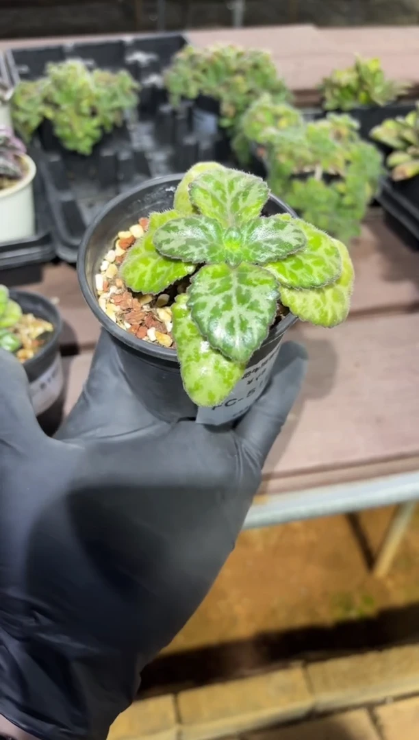 肥牛报春苦苣苔FC-5192