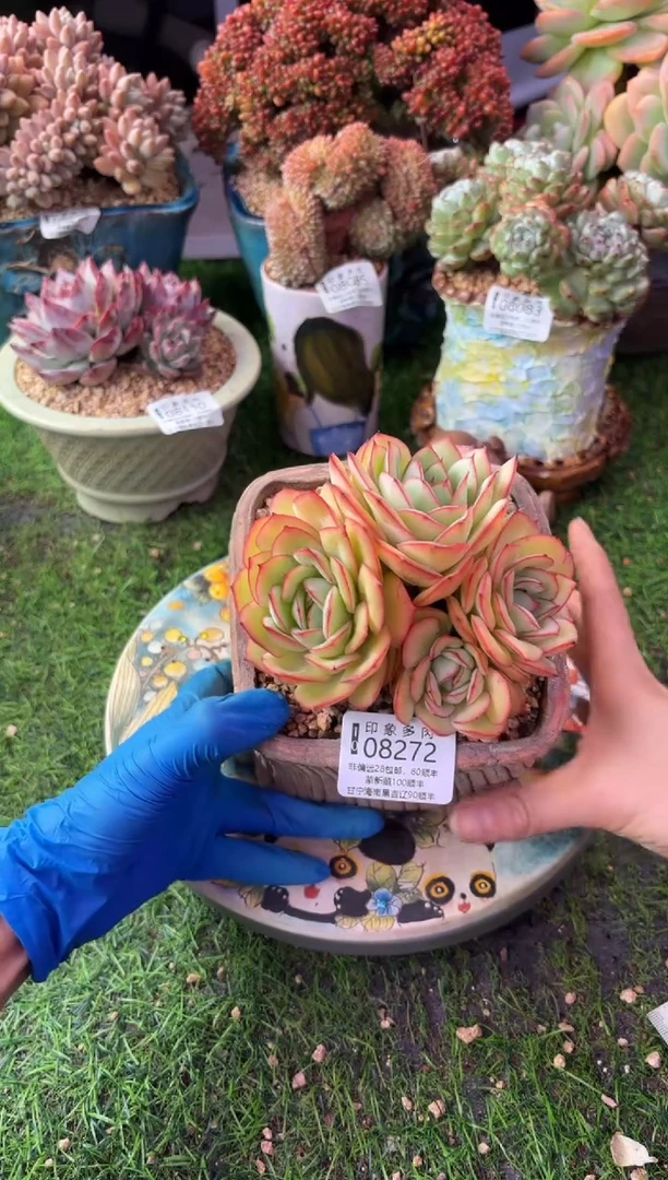 昆明印象多肉08272