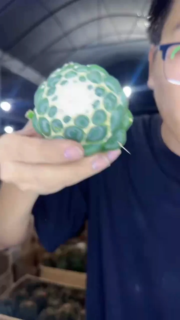 7-10cm 蜘蛛眼 无刺象牙【无根】