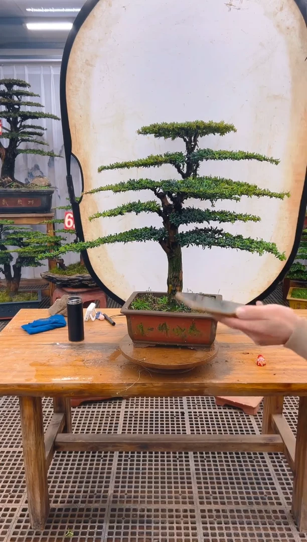 【闪购商品】紫砂精品盆景直播间一物一拍