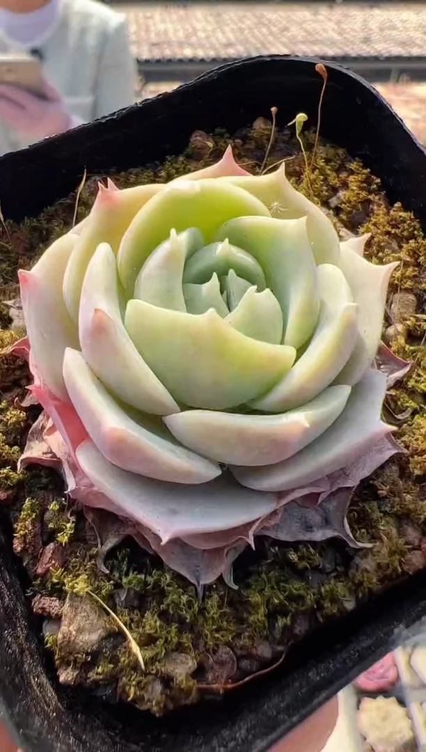 【闪购商品】新款多肉-54