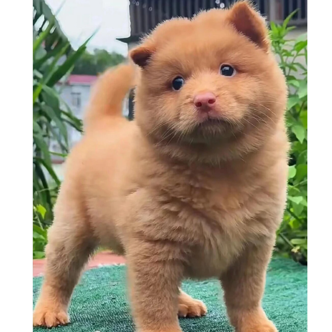 （肖肖田园犬）T狗狗活体