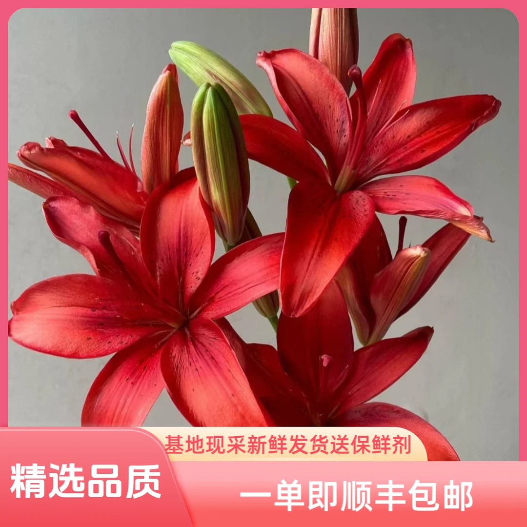 红宝石百合花红色亚百合鲜花基地直发优质新鲜优选云南顺丰包邮