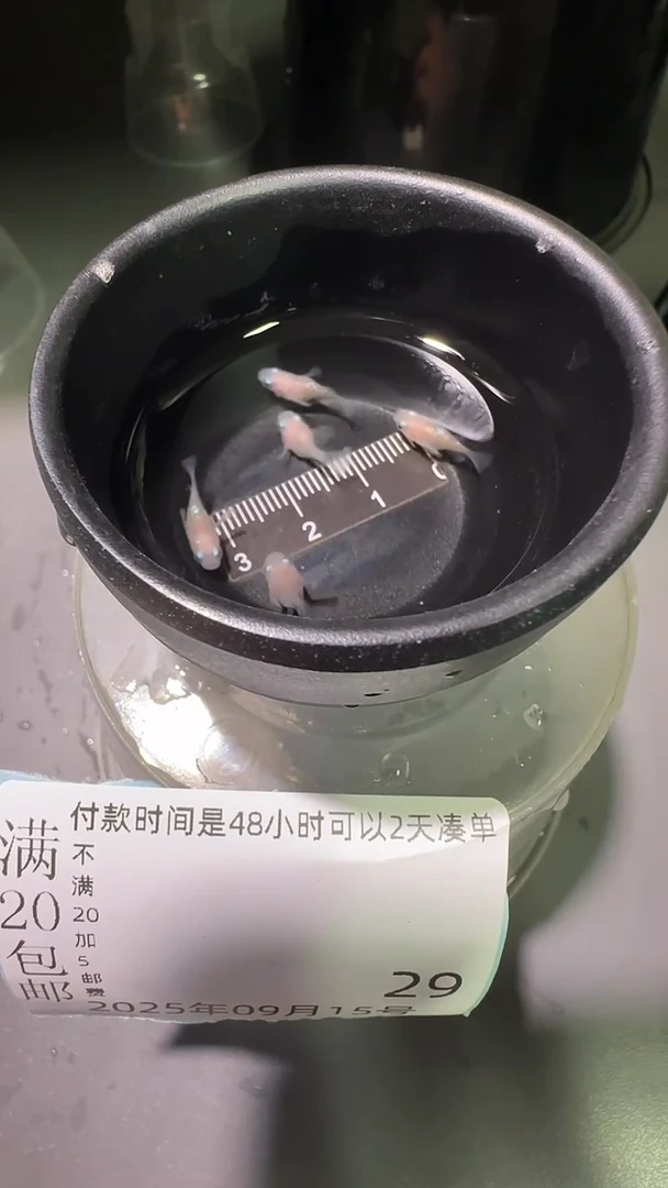 青鳉鱼观背青鳉观背青鳉29