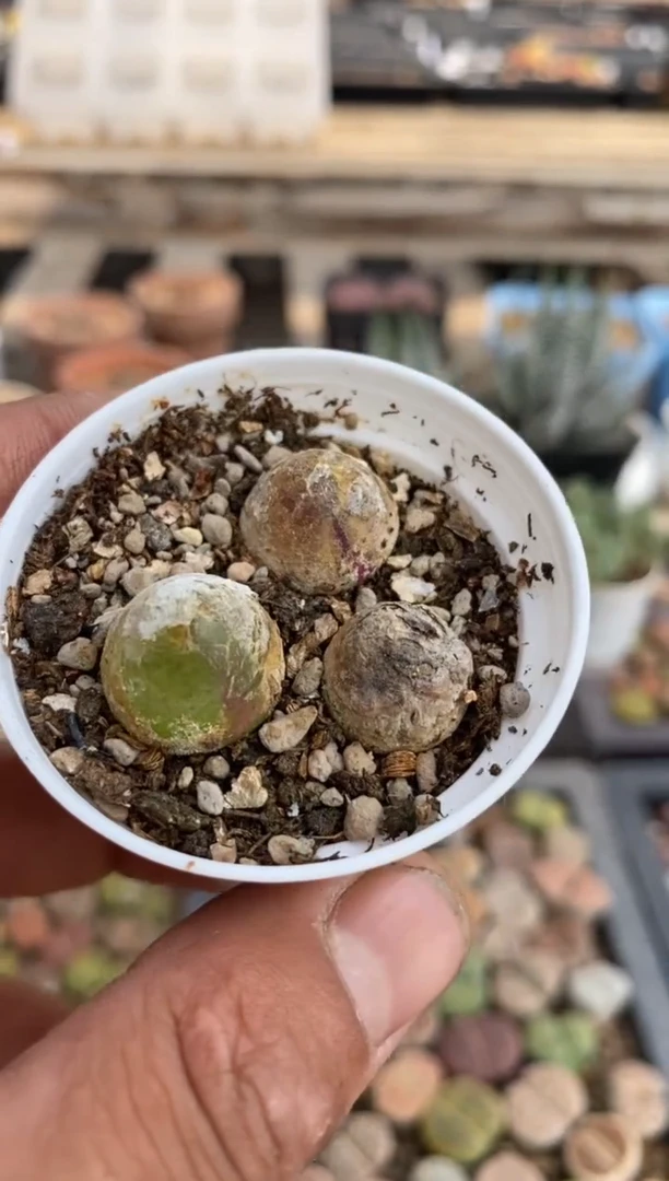 0126开播福利一物一拍