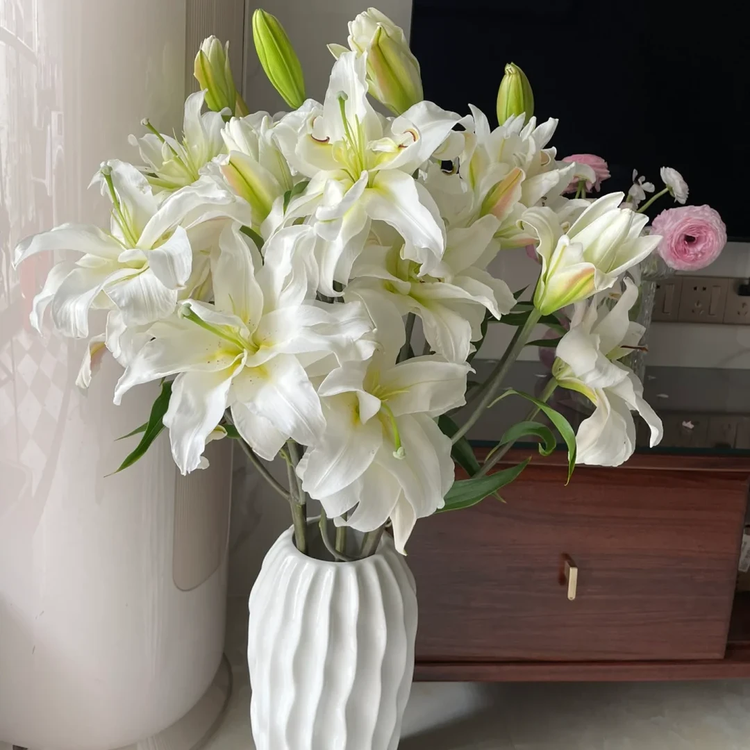 云南木木花卉 白雪公主 重瓣香水百合花 #高贵淡雅鲜切花送礼家庭