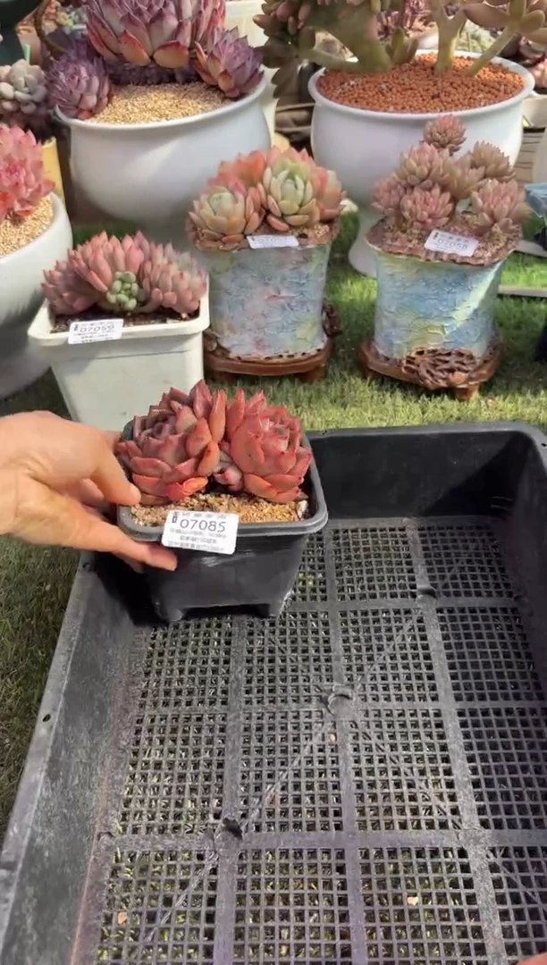 【闪购商品】07085