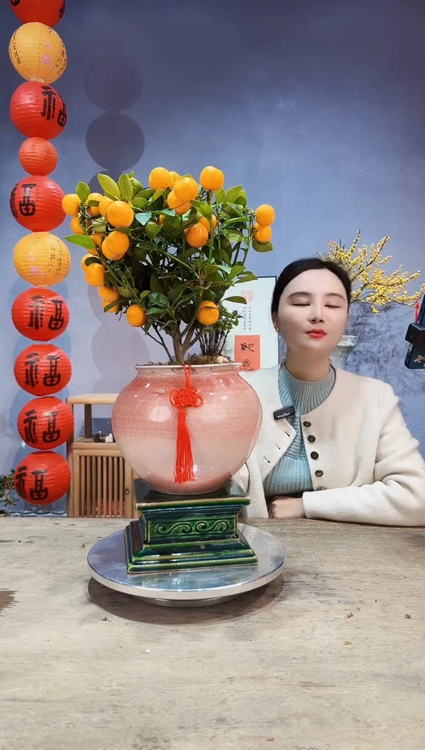 【闪购商品】盆景年桔