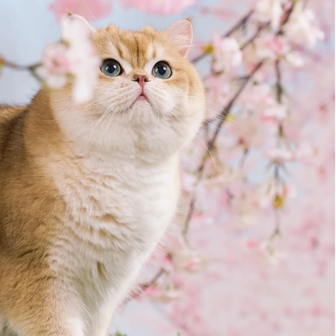 蜜桃--宠物活体猫咪链接