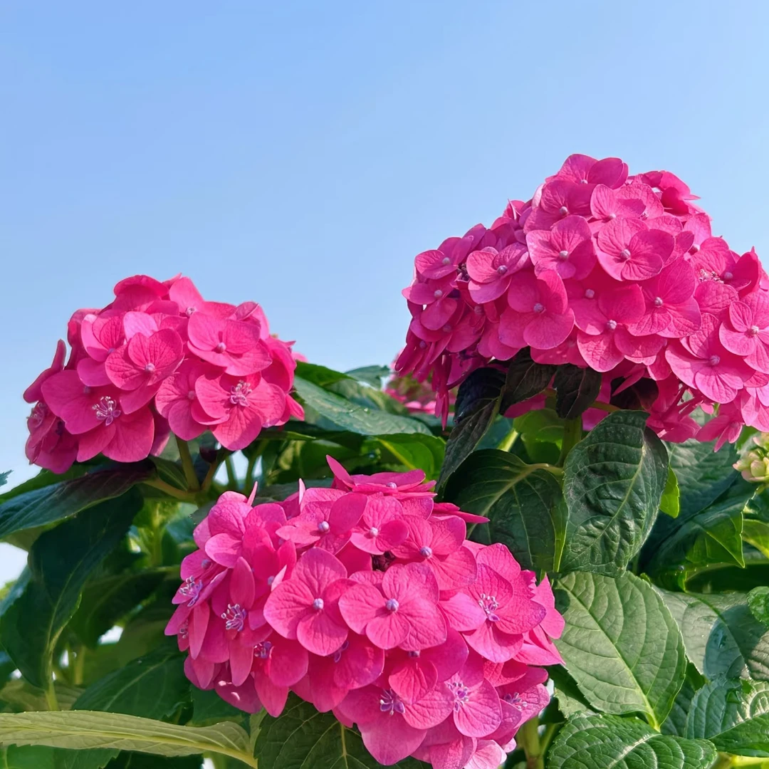 绣球万紫千红 1.5加仑红色 后期会变色（焦） 开花发货