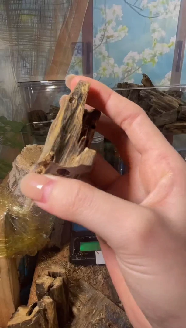 沉香沉香碎屑77