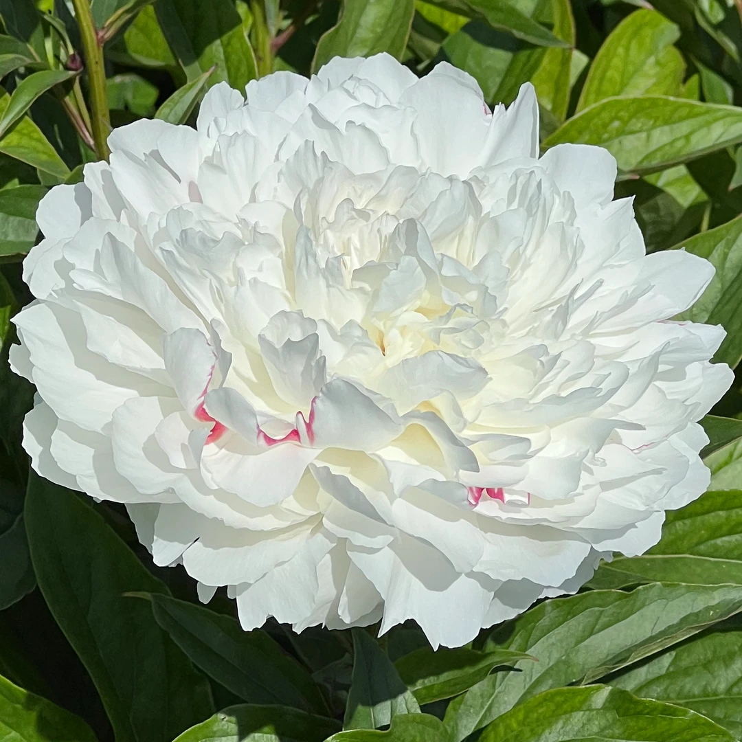 【杨妃出浴】  精品观赏芍药