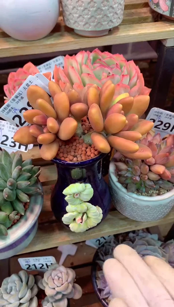 228H（一物一拍，精品多肉，w所见即所得 ）