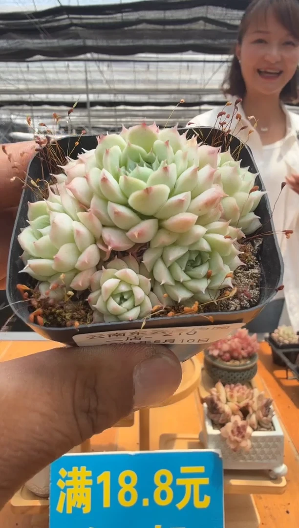 东云多肉园二店-210