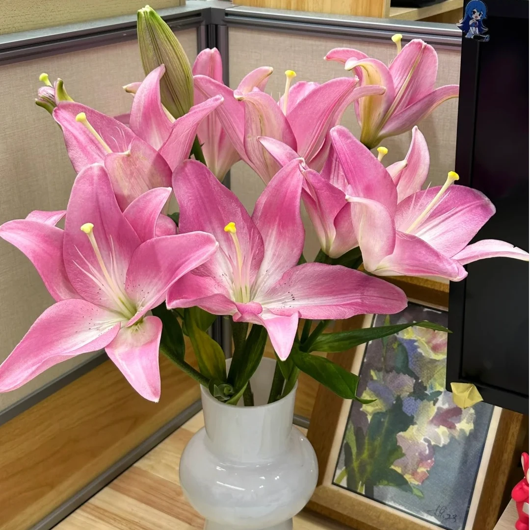 【紫霞仙子 亚百合 鲜切花/全场任意满两单及以上鲜花包邮发货】