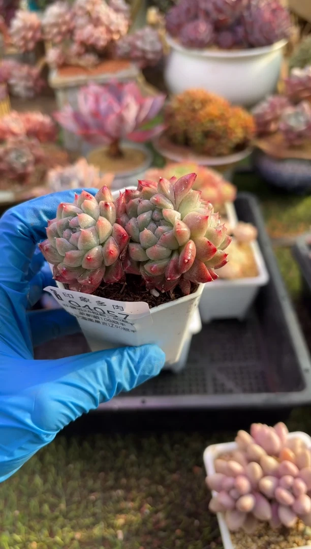 【闪购商品】04057