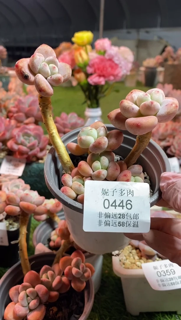 【闪购商品】0446a