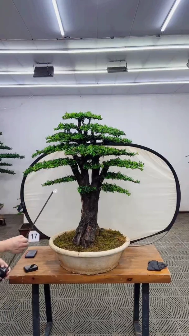 无花朵一物一拍一物一拍