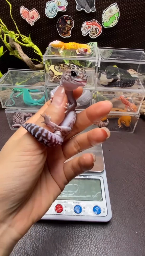 豹纹守宫鳞与尾 Scale Tail 爬宠F7