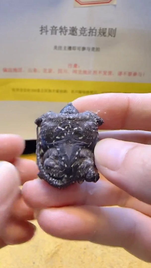 不分公母小鳄龟，竞拍商品 ，看准再出价，落槌无悔！