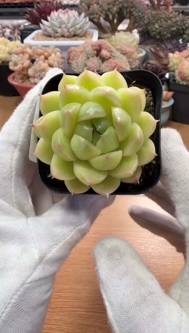 东云多肉园二店-22