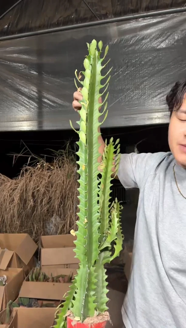 3颗 高40-60cm 巴西龙骨