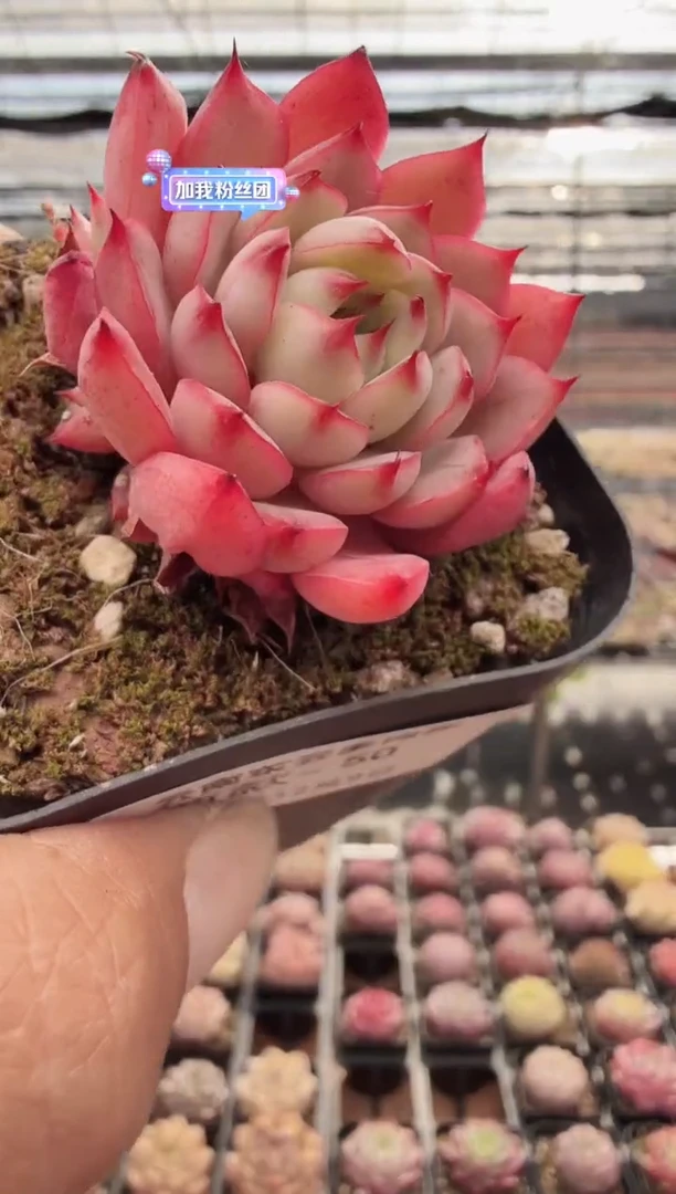 东云多肉园新款-50