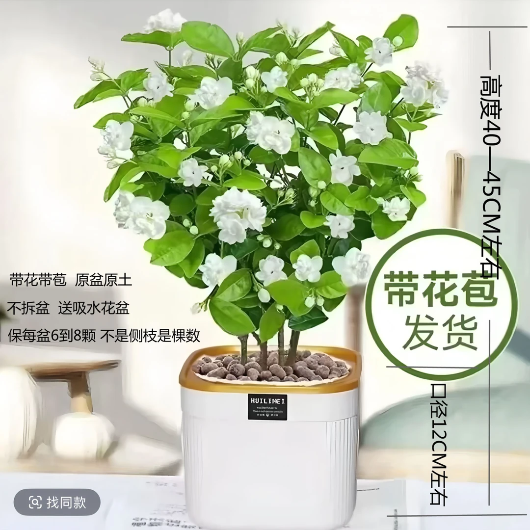 【茉莉花】六哥花苞重瓣浓香盆栽四季开花可室内外种植好养活