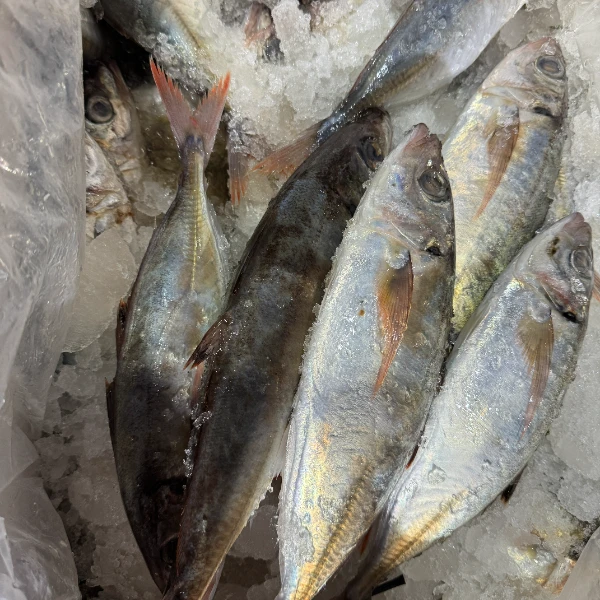 【默认帮杀、冻发】野生鳀鱼 连江北茭 现捕捞 （杀完4.5斤左右）