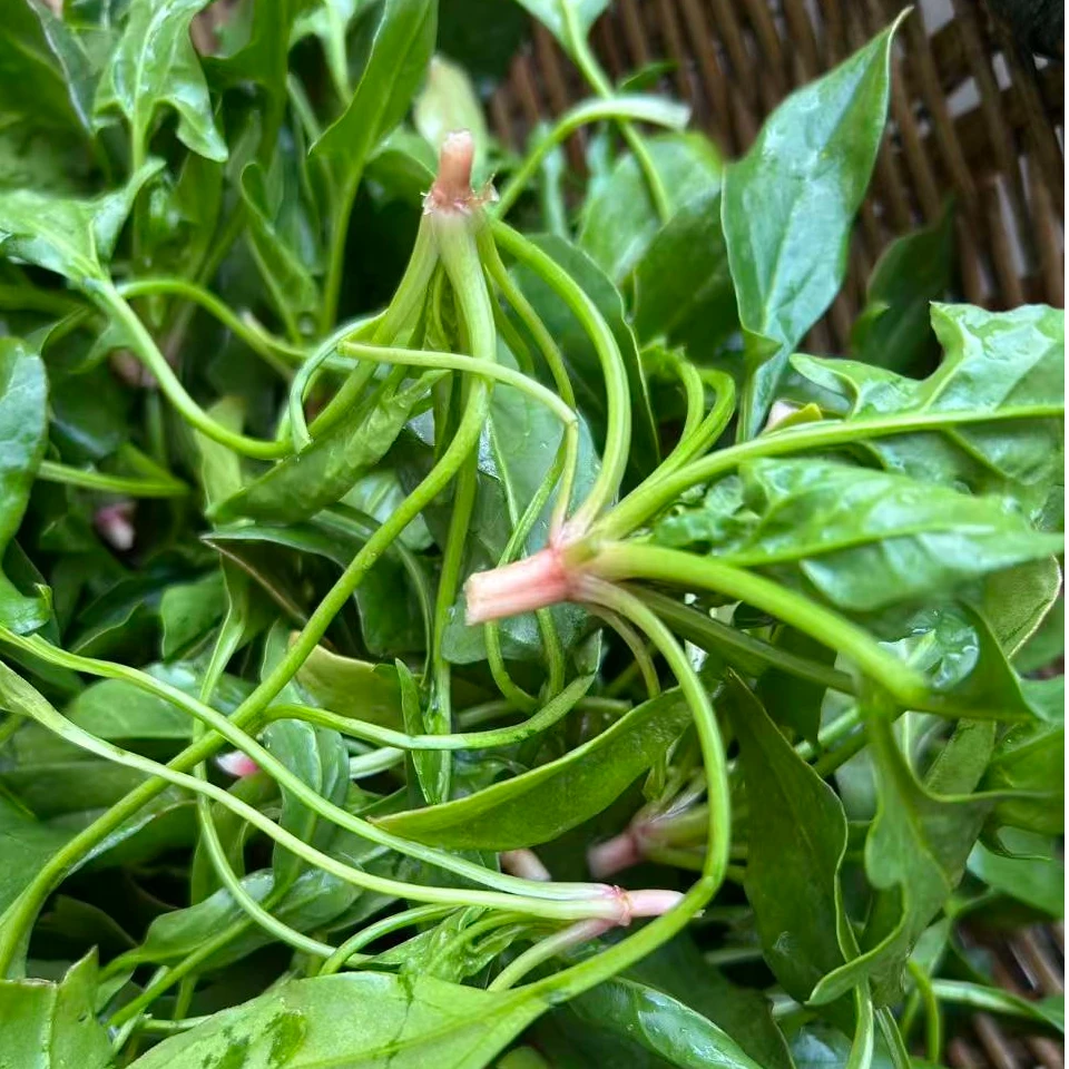 本地小尖叶菠菜老品种红根菜园农家蔬菜