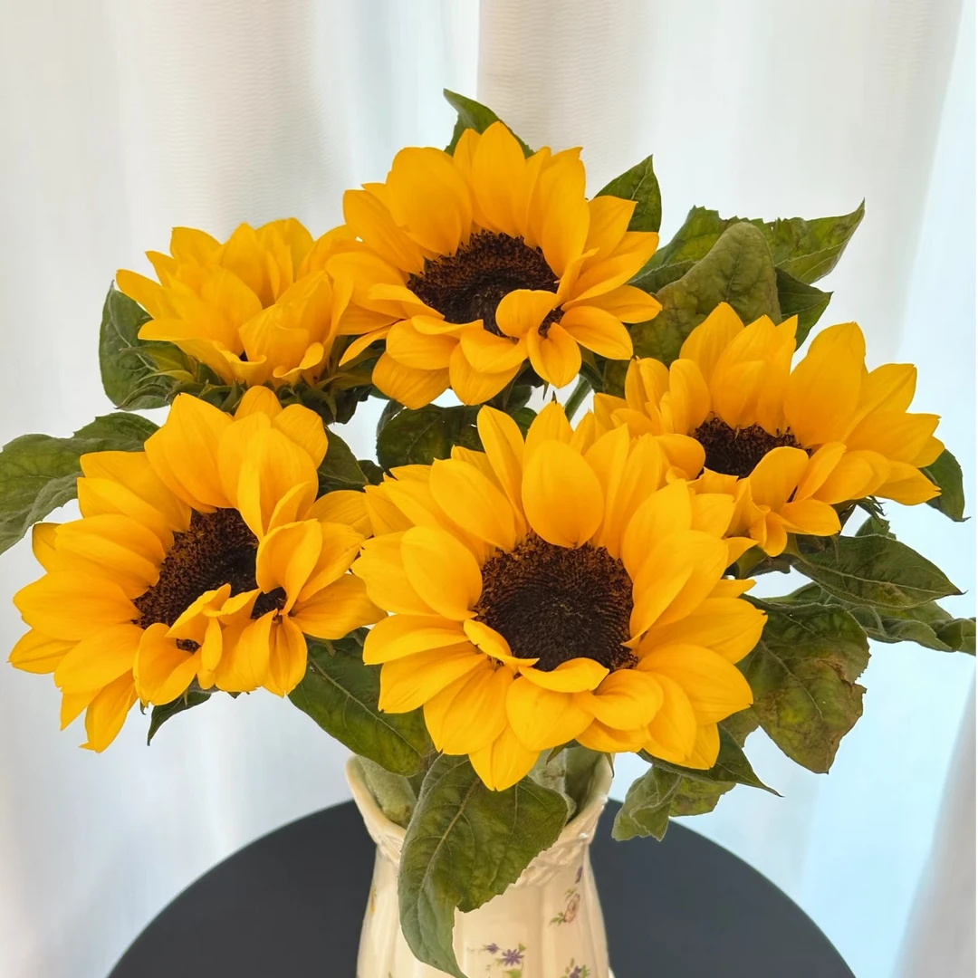 向日葵太阳花鲜花云南基地直发家用办公室水养鲜花装饰云南鲜切花